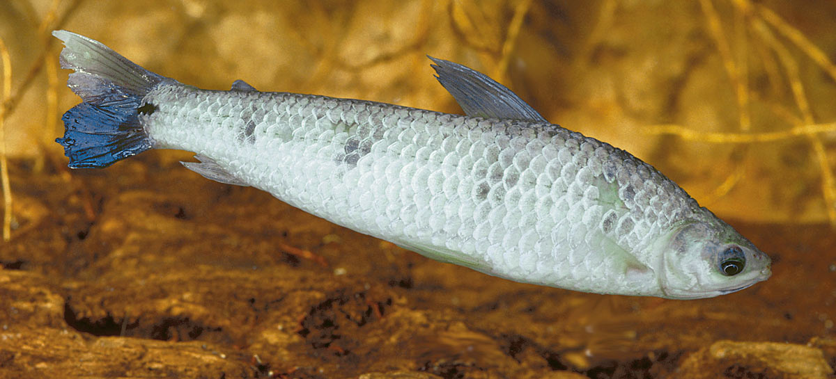 Aracus Amazon Waters