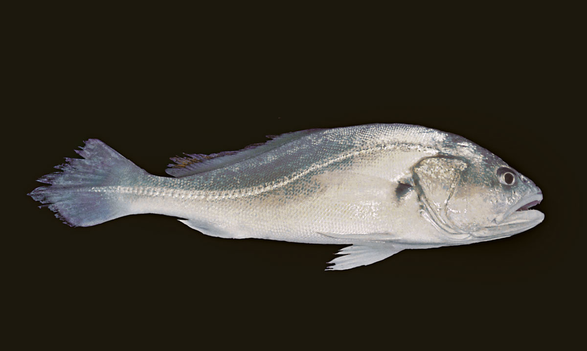 Pescadas | Amazon Waters