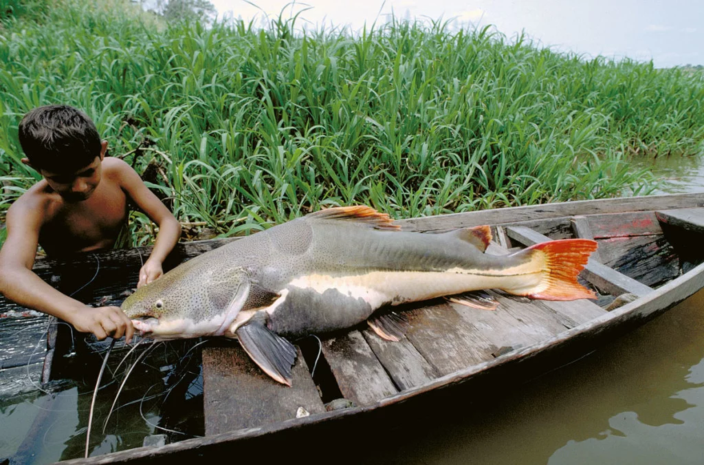 Conservando la Cuenca Amazónica Aguas Amazonicas