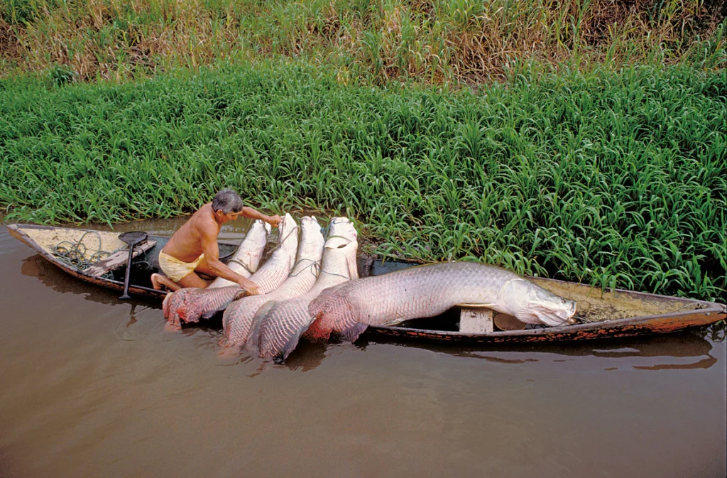 Conservando la Cuenca Amazónica Aguas Amazonicas