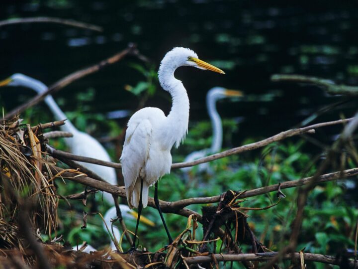 A complexa história das águas amazônicas