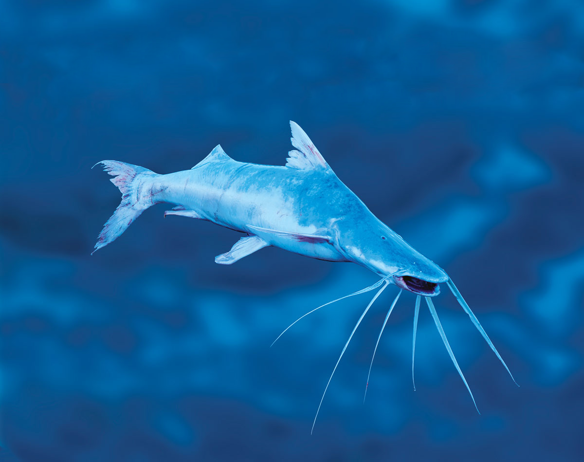 Piribia Piraíba, um gigante pouco conhecido | AGUAS AMAZÓNICAS