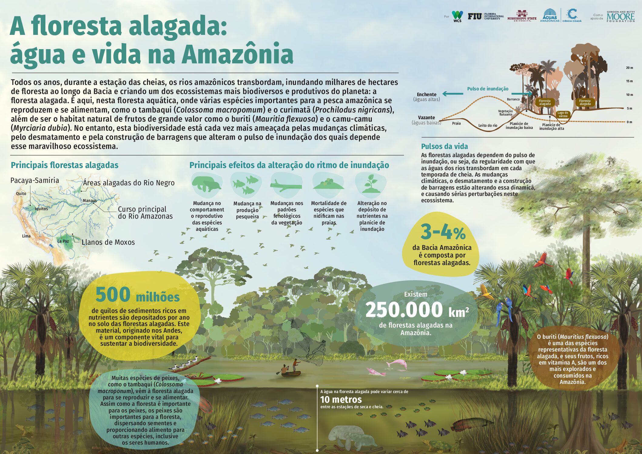 Conectividade aquática 4 Conservando la Cuenca Amazónica Aguas Amazonicas
