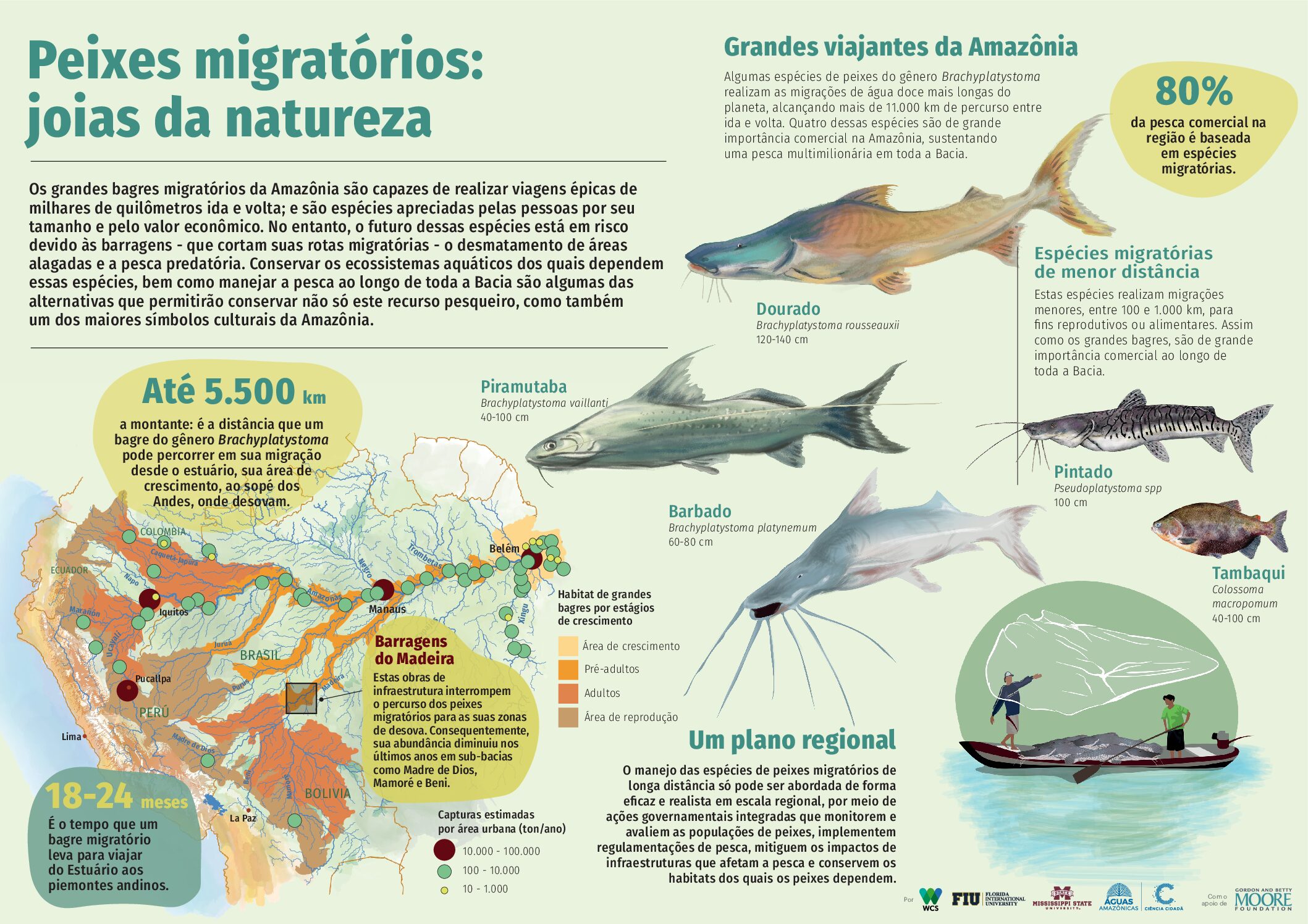 Conectividade aquática 5 Conservando la Cuenca Amazónica Aguas Amazonicas