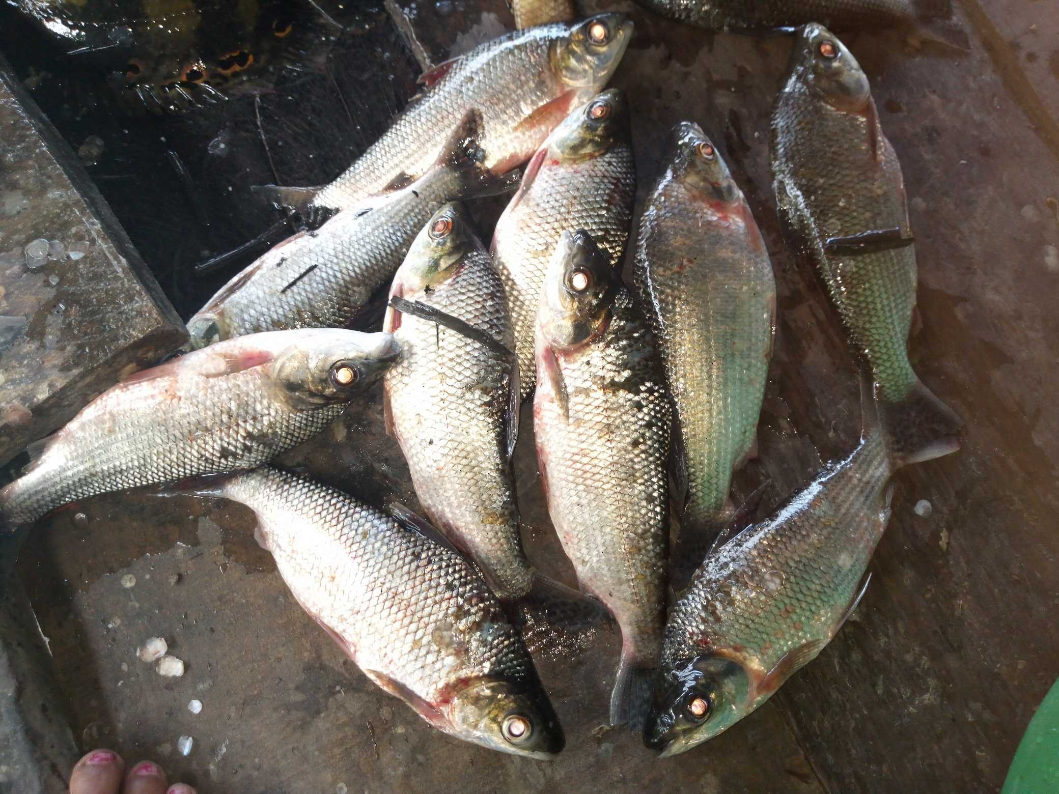Conservando la Cuenca Amazónica Aguas Amazonicas