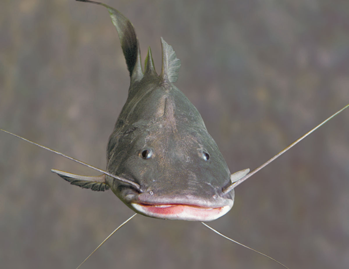 A jornada dos peixes que conecta seis países