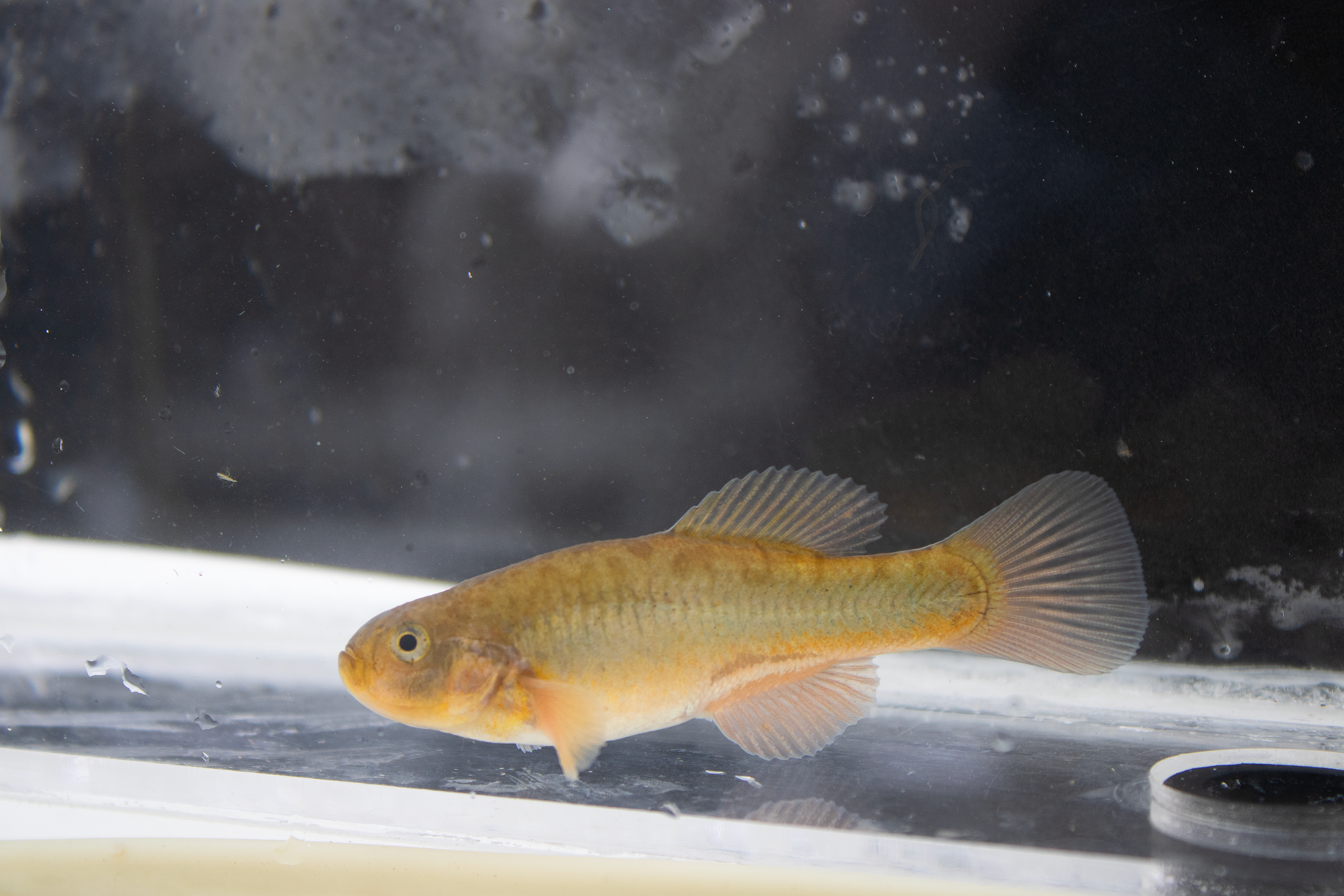 Pez del género Orestia. Peces encontrados en alta montaña en Bolivia.