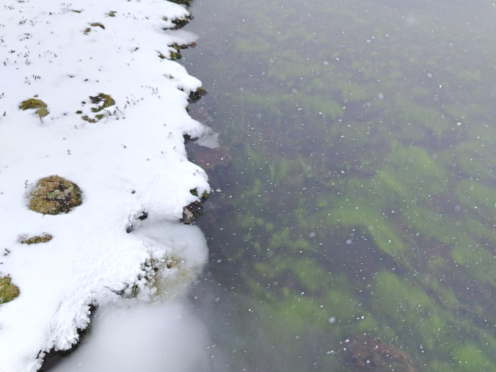 Peixes das altas montanhas revelam o estado de saúde das fontes de água que abastecem La Paz
