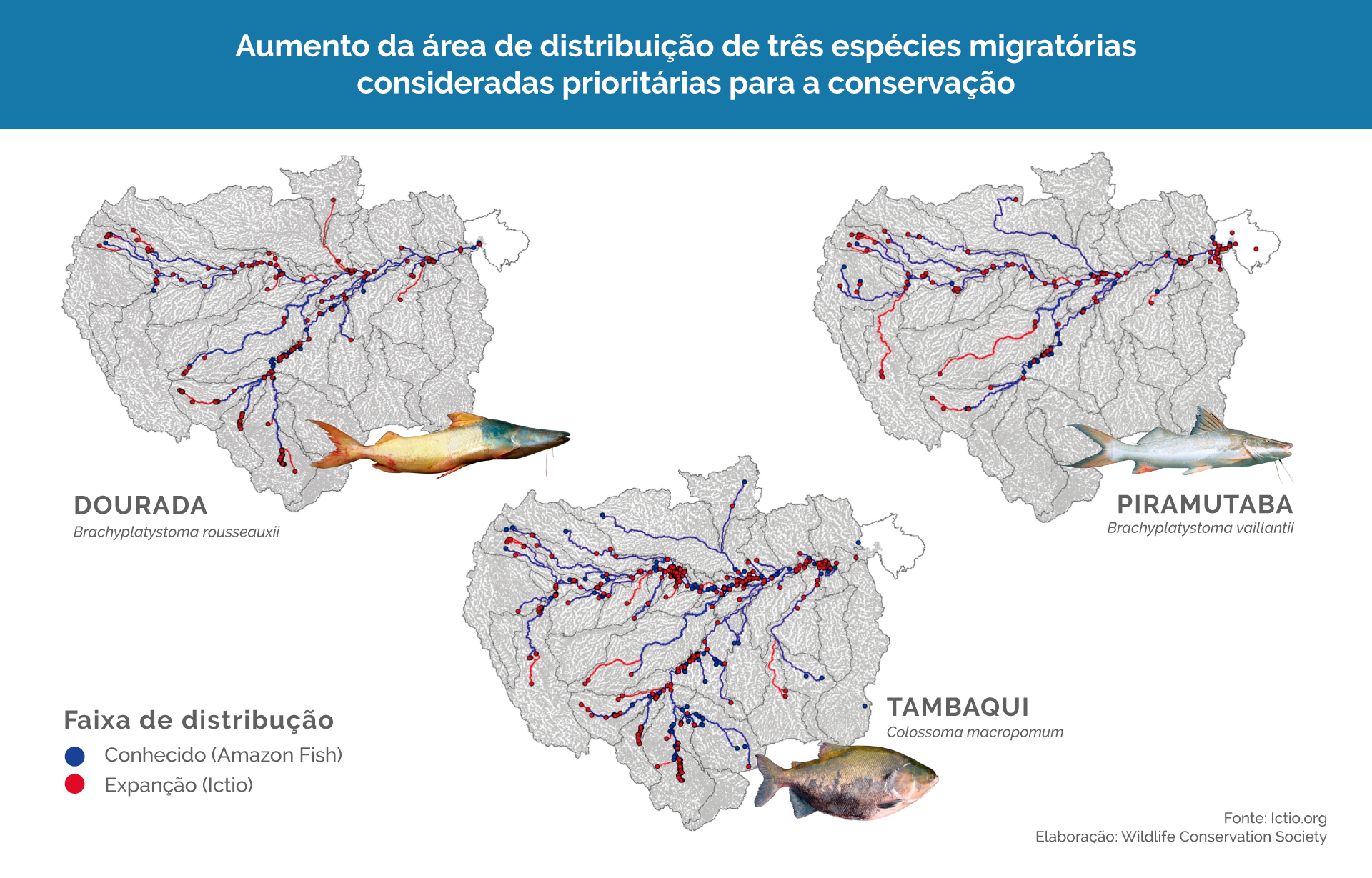 Ictio encerra um ciclo com mais de 648 mil registros de peixes amazônicos 4 Conservando la Cuenca Amazónica Aguas Amazonicas